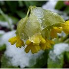 Schlüsselblümchen mit einer Eiskappe und das Ende April !