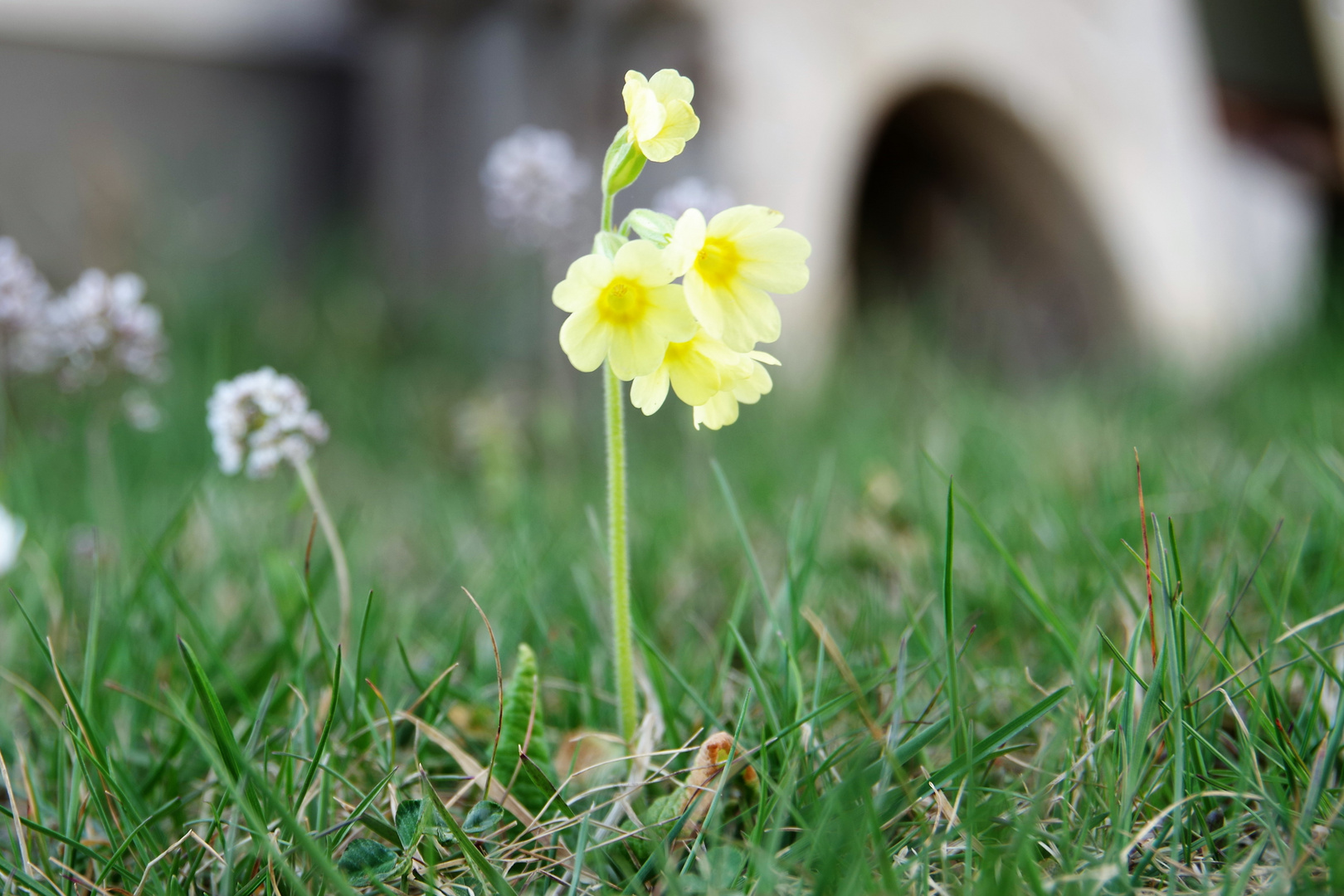 Schlüsselblum (Primula veris)