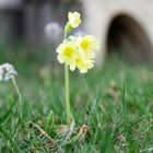 Schlüsselblum (Primula veris)