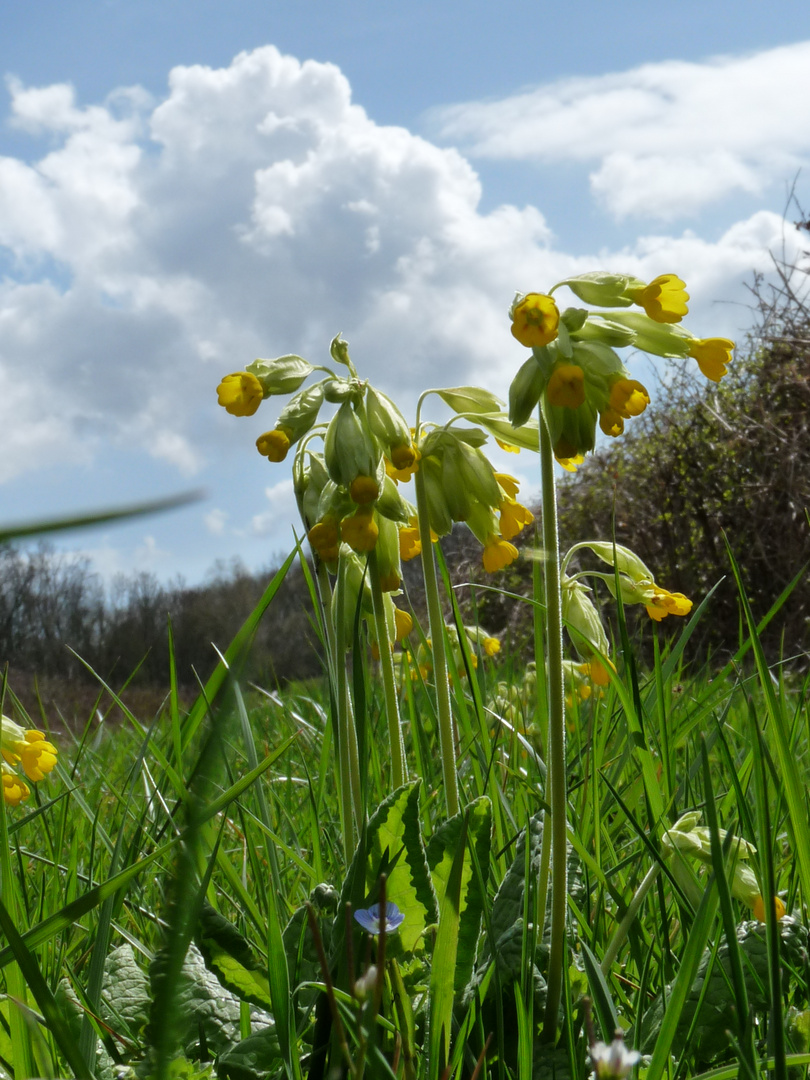 Schlüsselblume