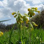 Schlüsselblume