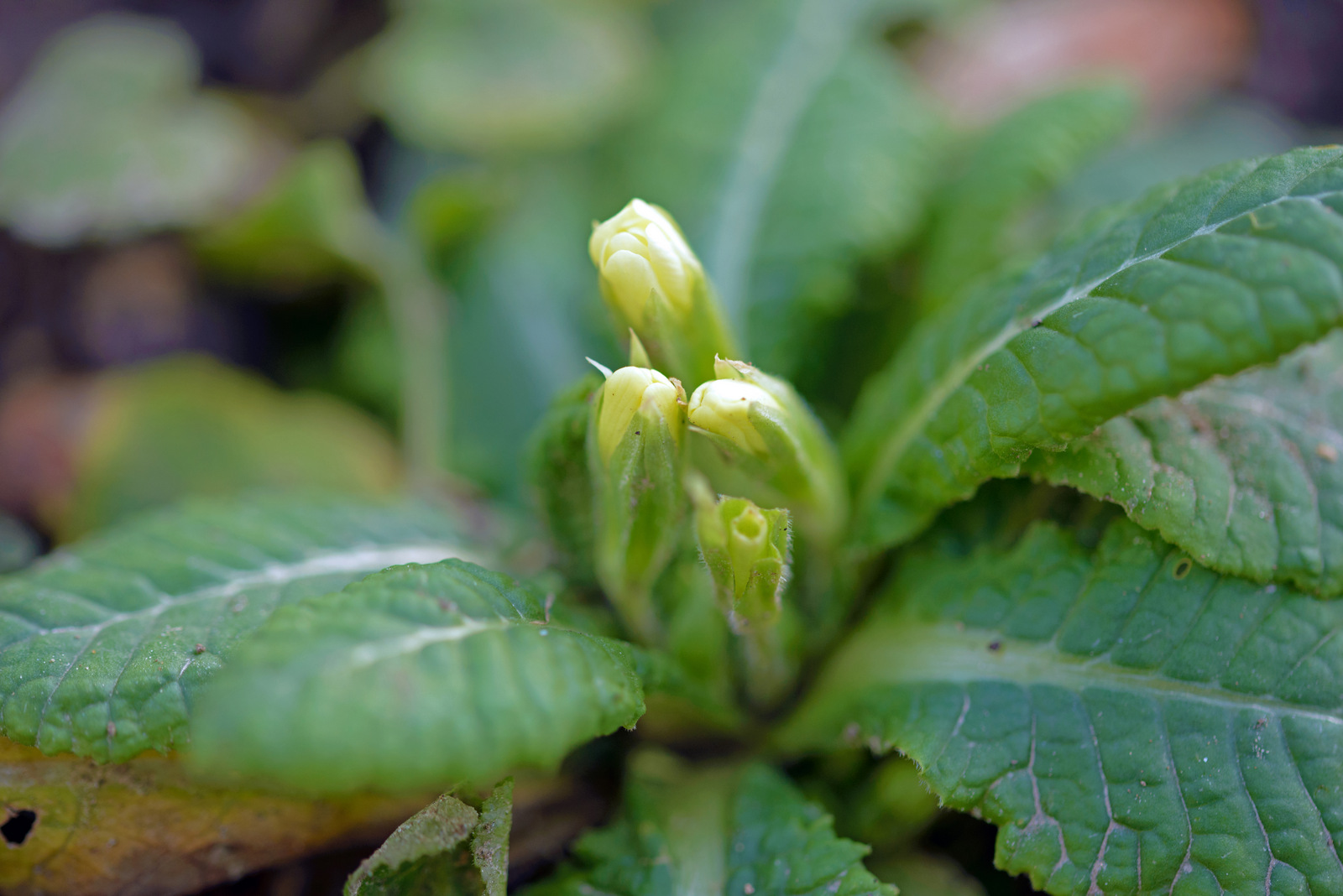 Schlüsselblume.