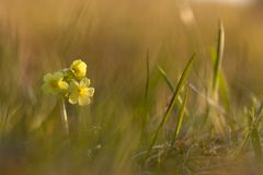 Schlüsselblume 1