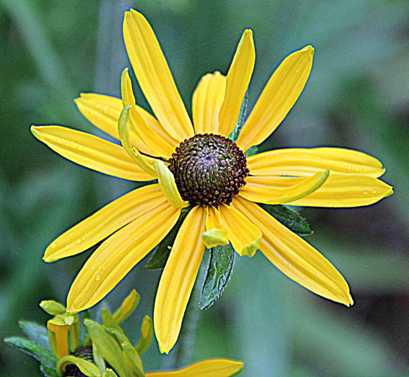 Schlüsselblume....