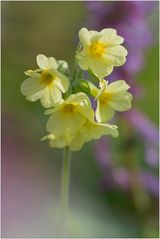 Schlüsselblume ....