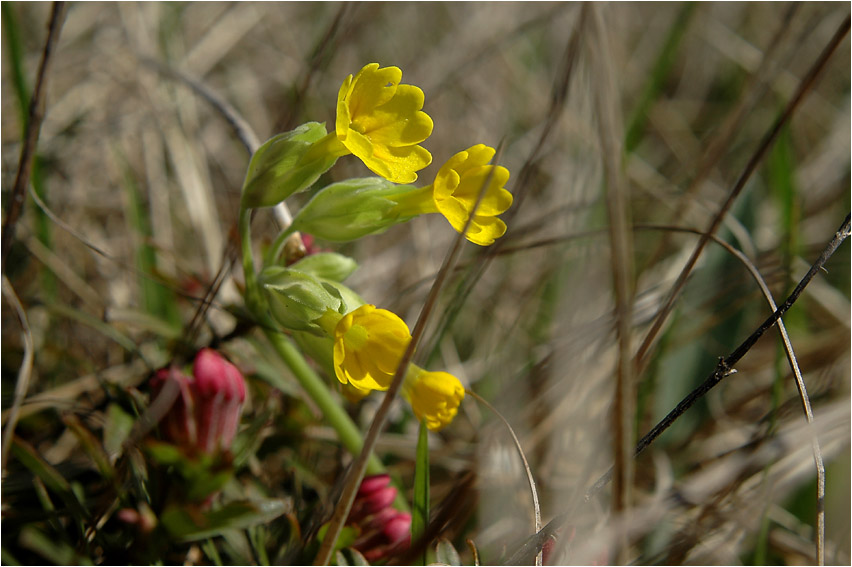 Schlüsselblume ...