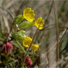 Schlüsselblume ...