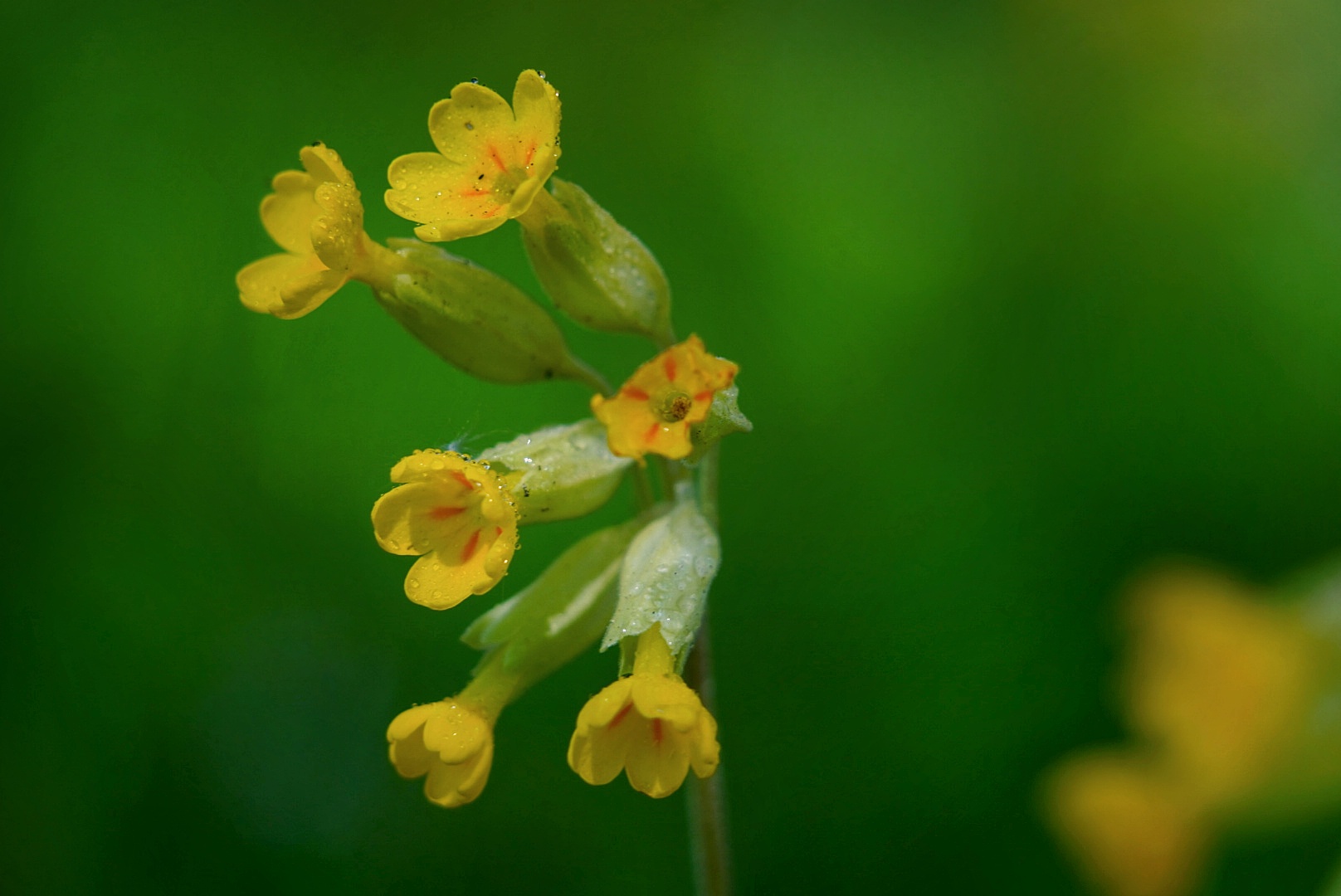 Schlüsselblume