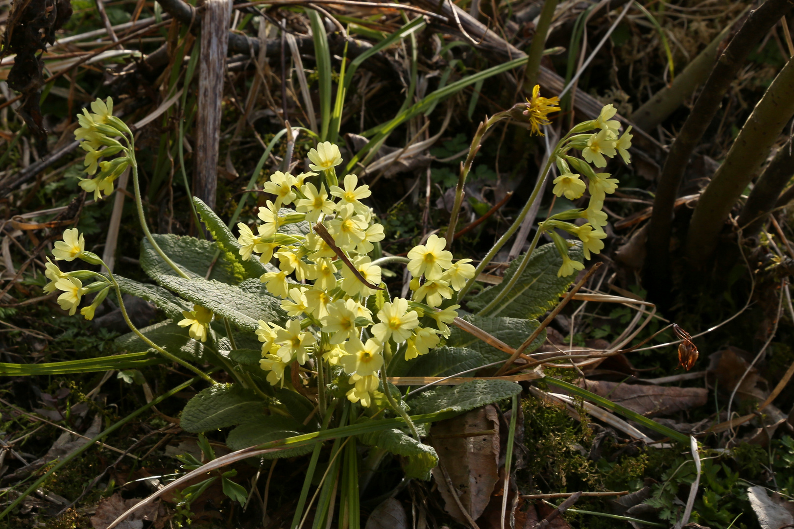 Schlüsselblume (2017_04_24_EOS 6D_5338_ji)