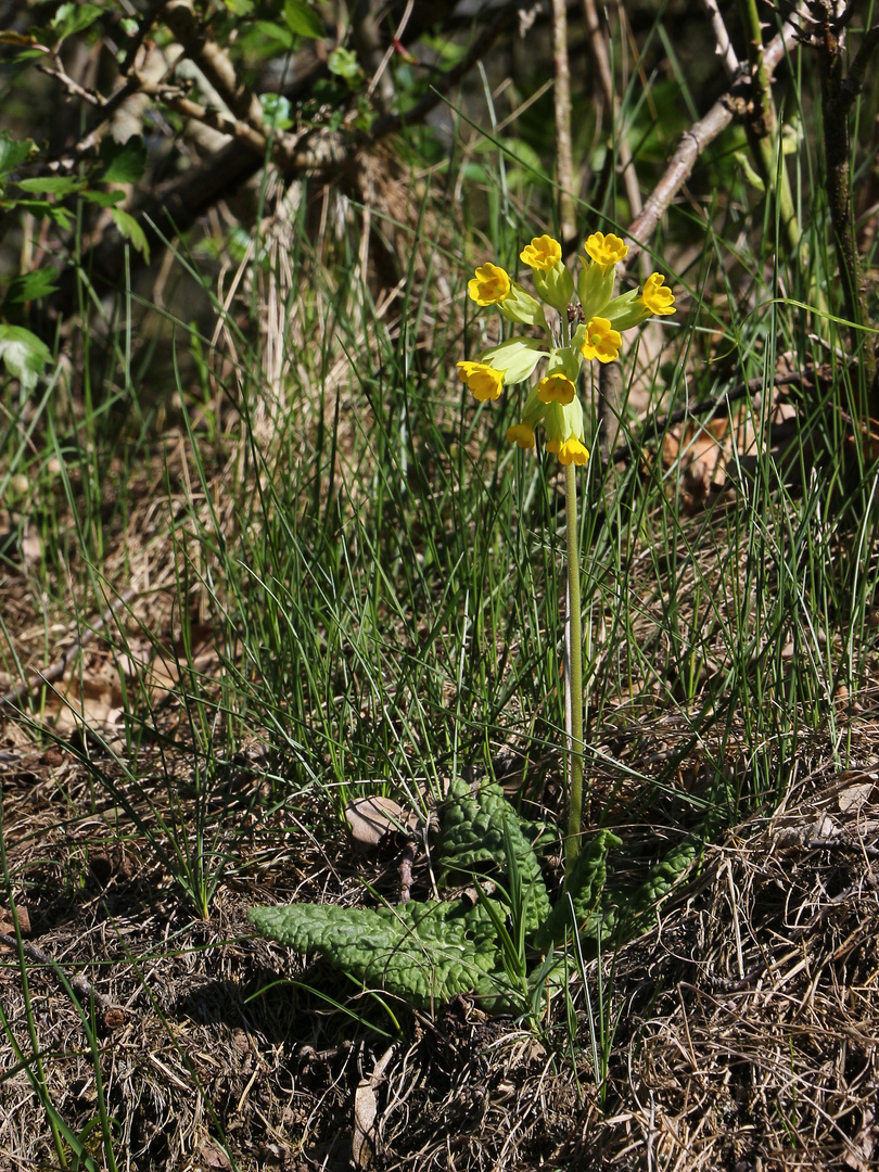 Schlüsselblume (2019_04_19_EOS 100D_4654_ji)