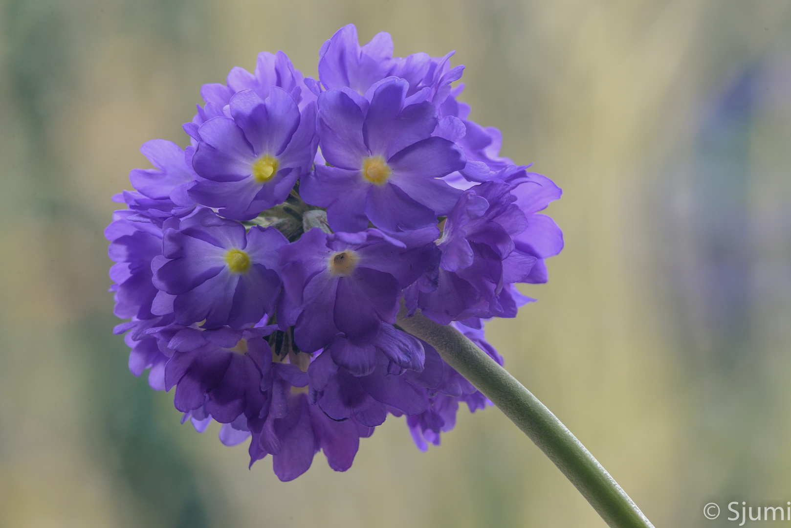 Schlüsselblume