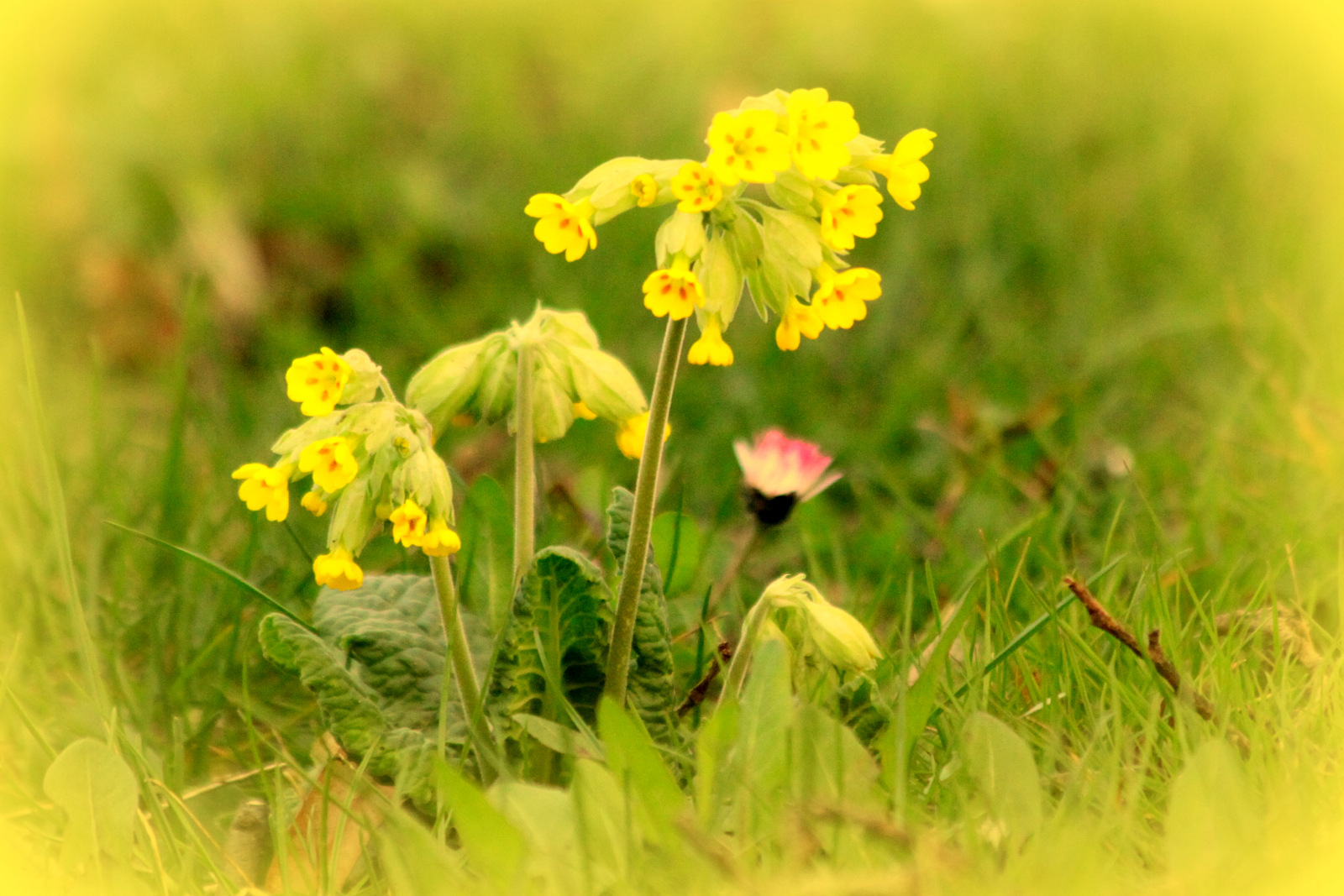 Schlüsselblume