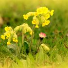 Schlüsselblume