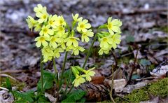 Schlüsselblume