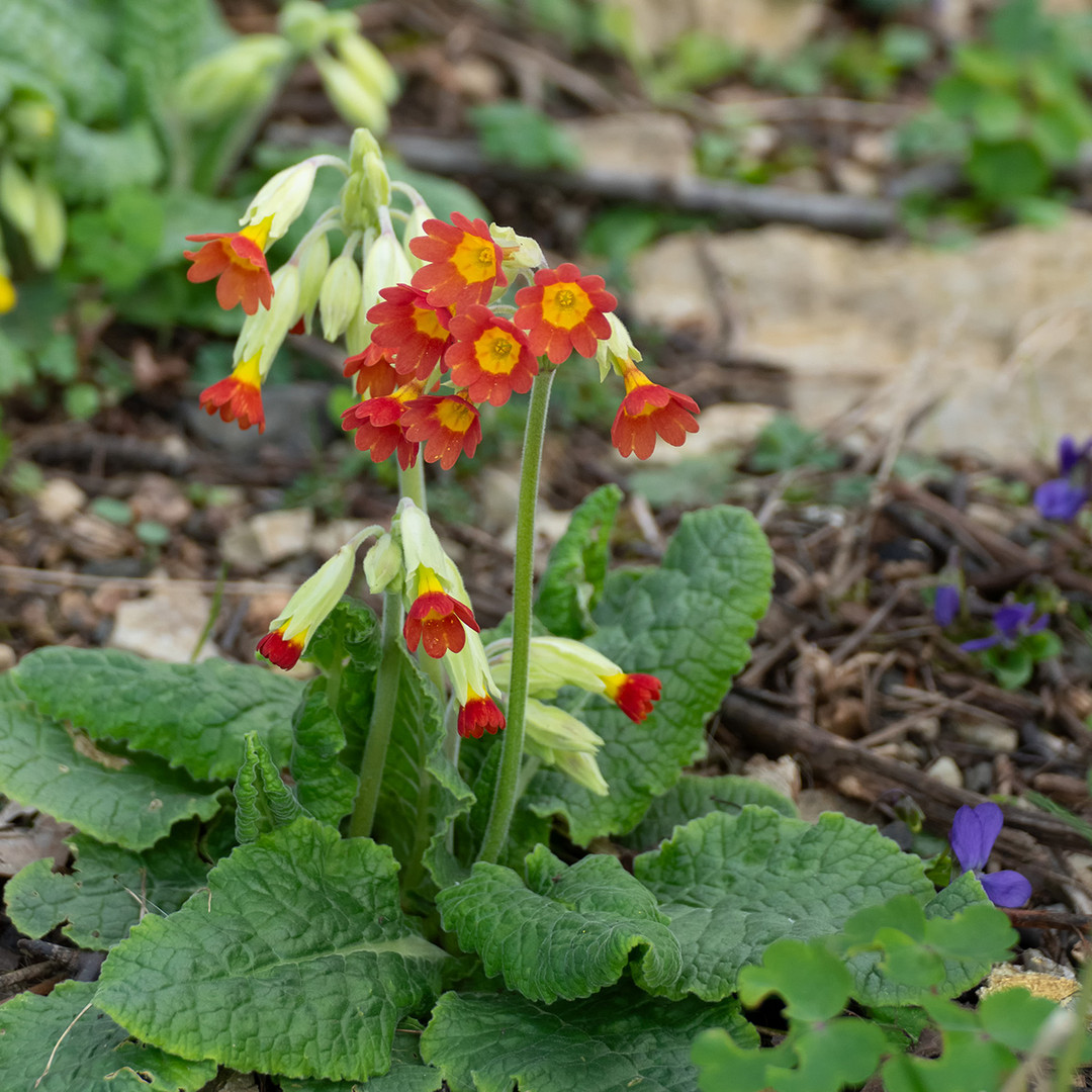 Schlüsselblume Foto & Bild natur, pflanzen, blüten Bilder auf