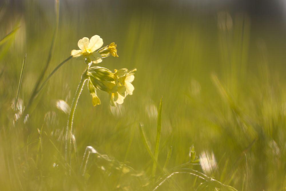 Schlüsselblume 3