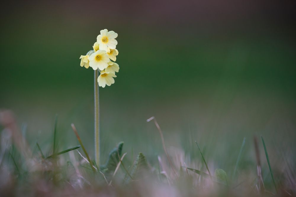 Schlüsselblume 3