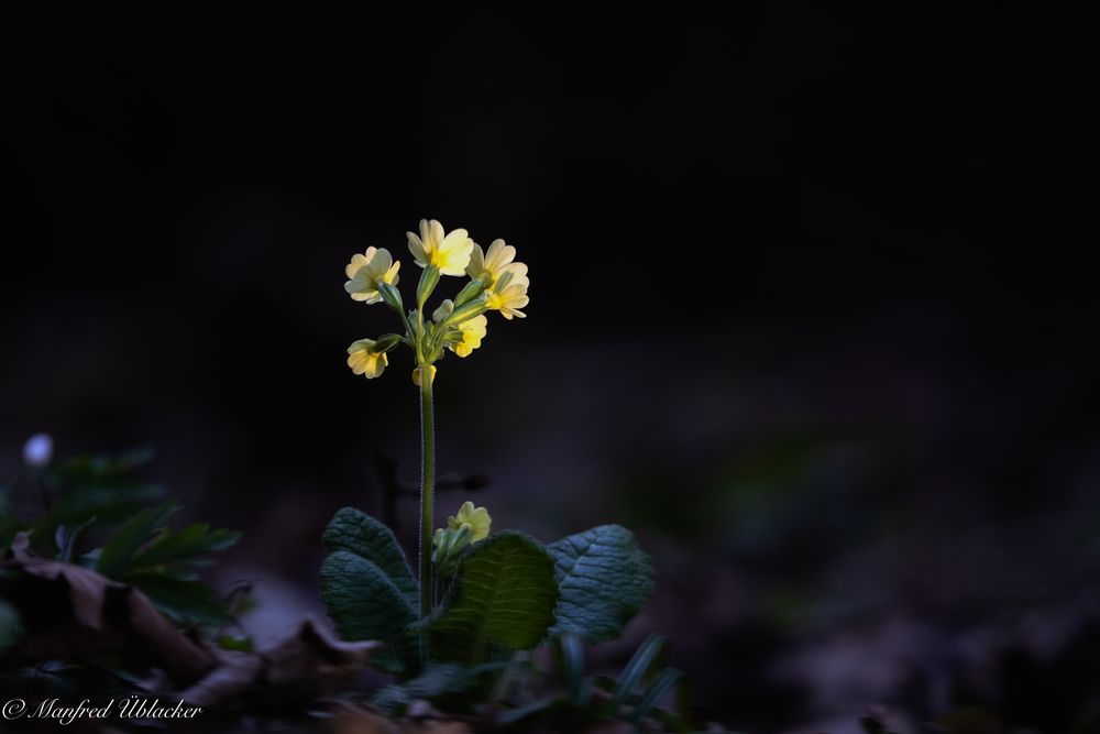 Schlüsselblume ...