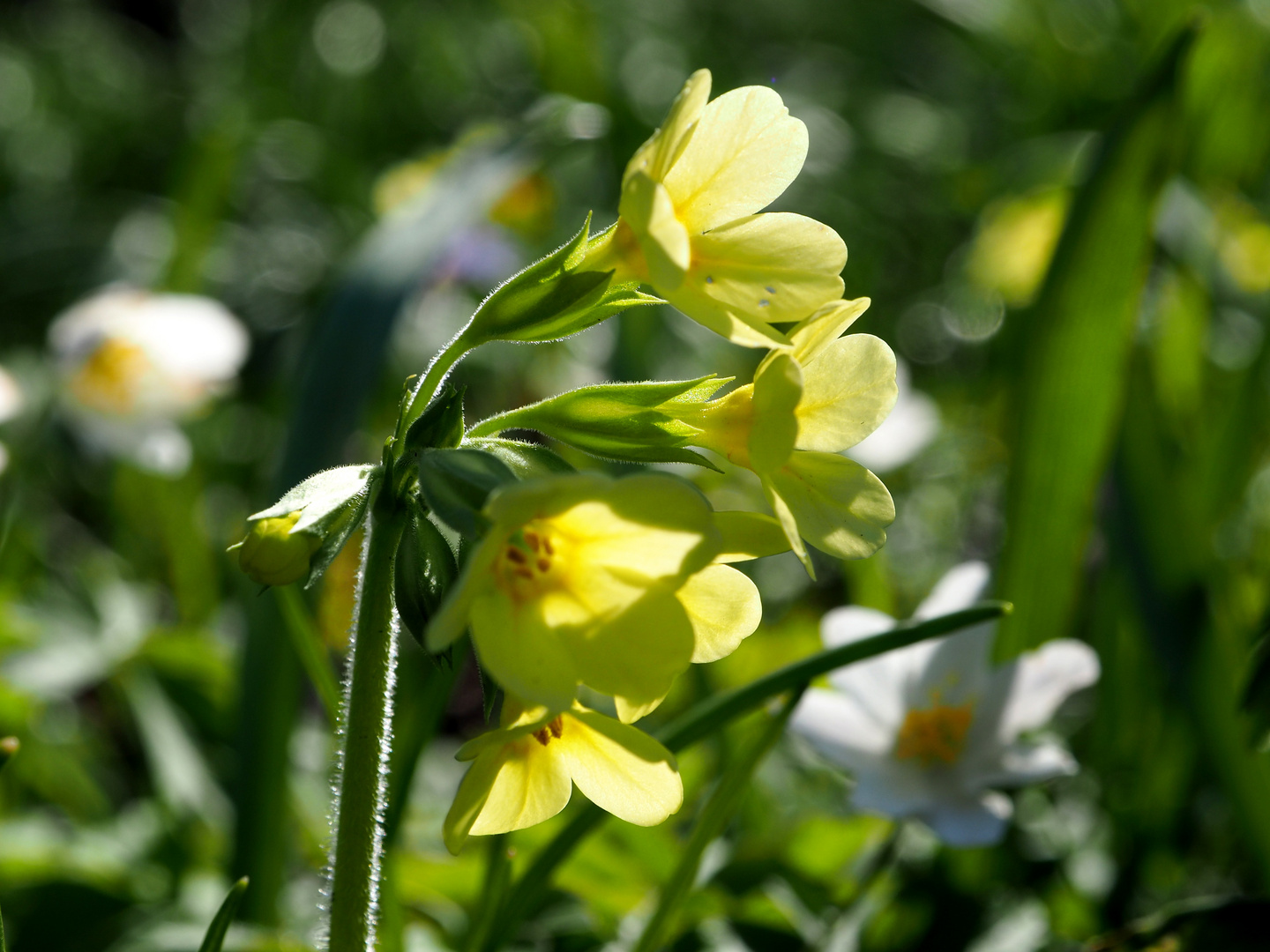 Schlüsselblume