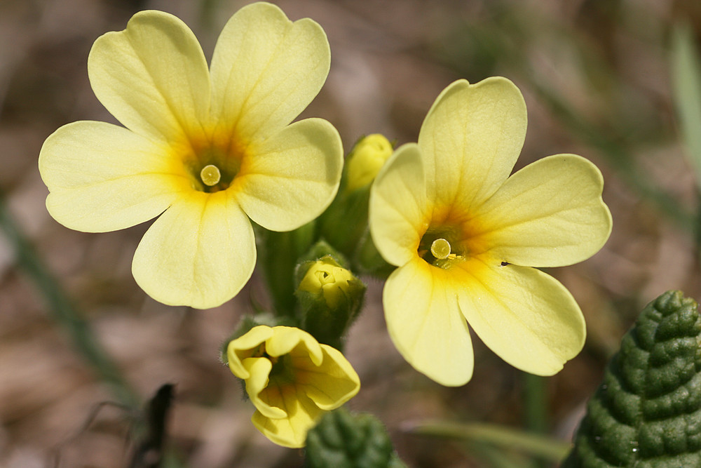 Schlüsselblume