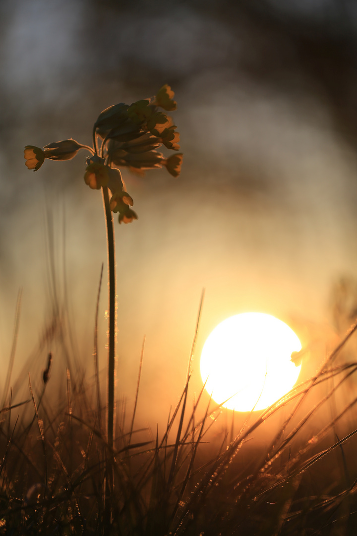 Schlüsselblume 