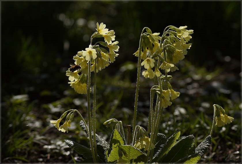 Schlüsselblume