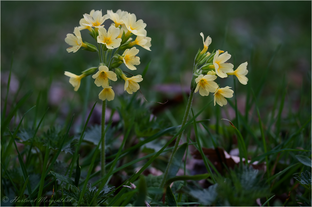 Schlüsselblume