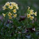 Schlüsselblume