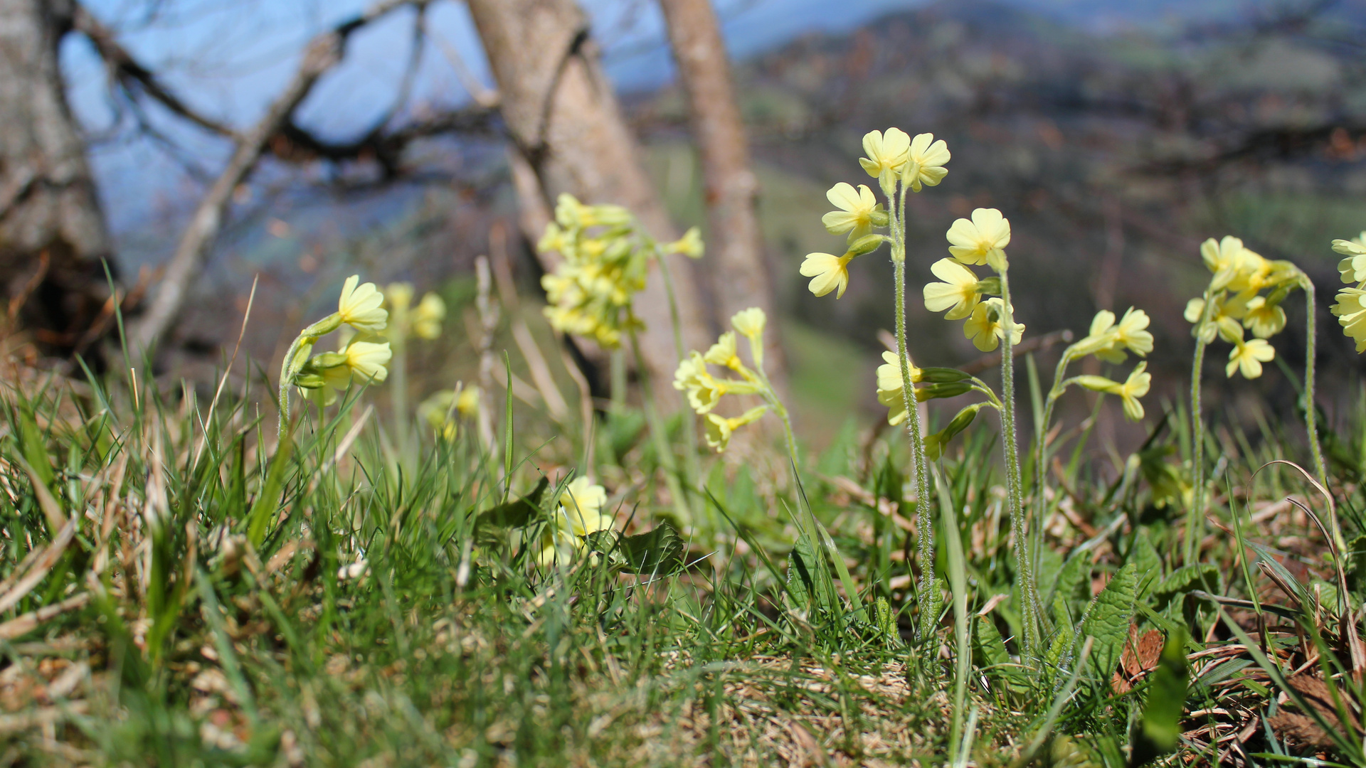 Schlüsselblume