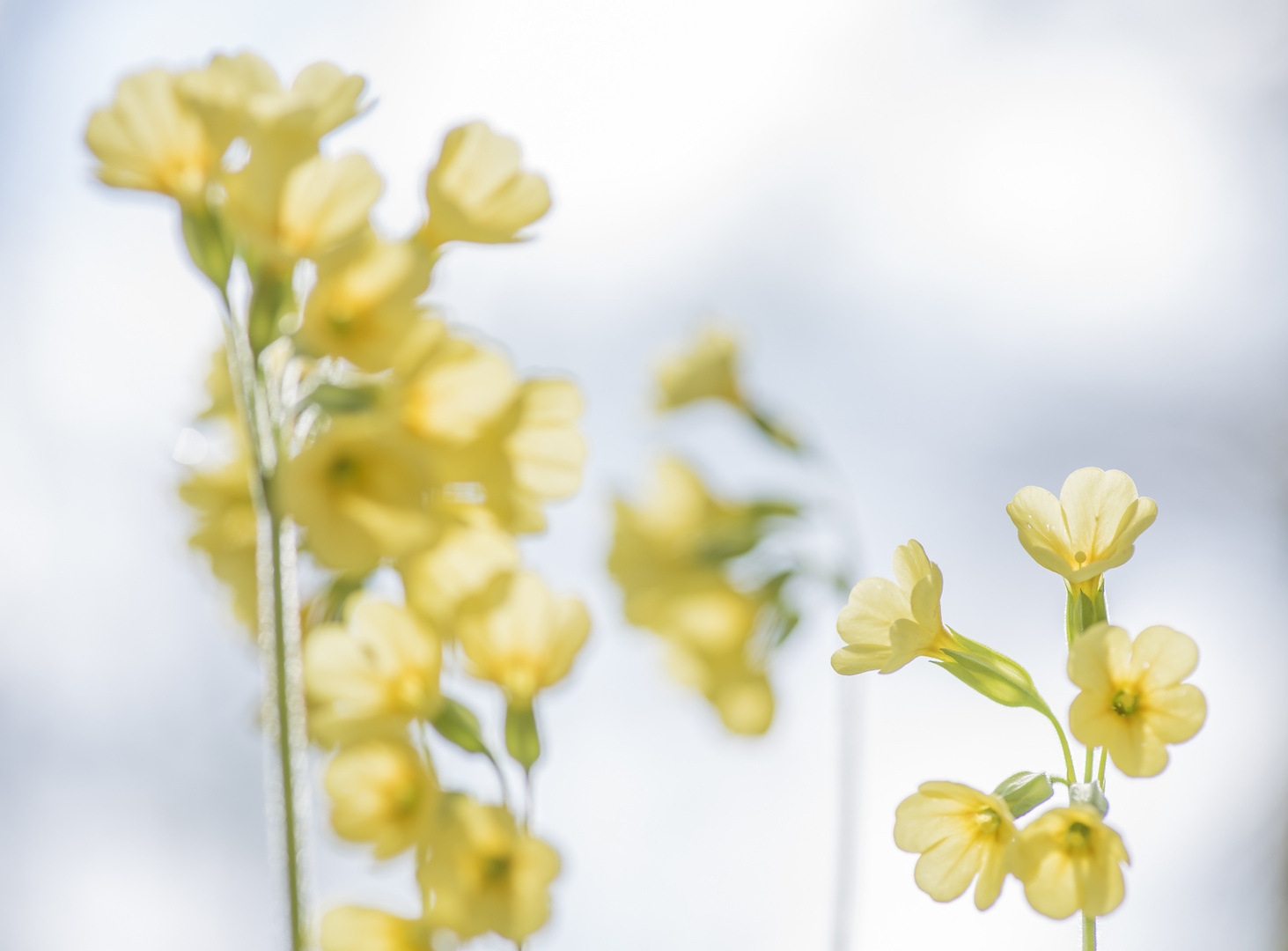 Schlüsselblume