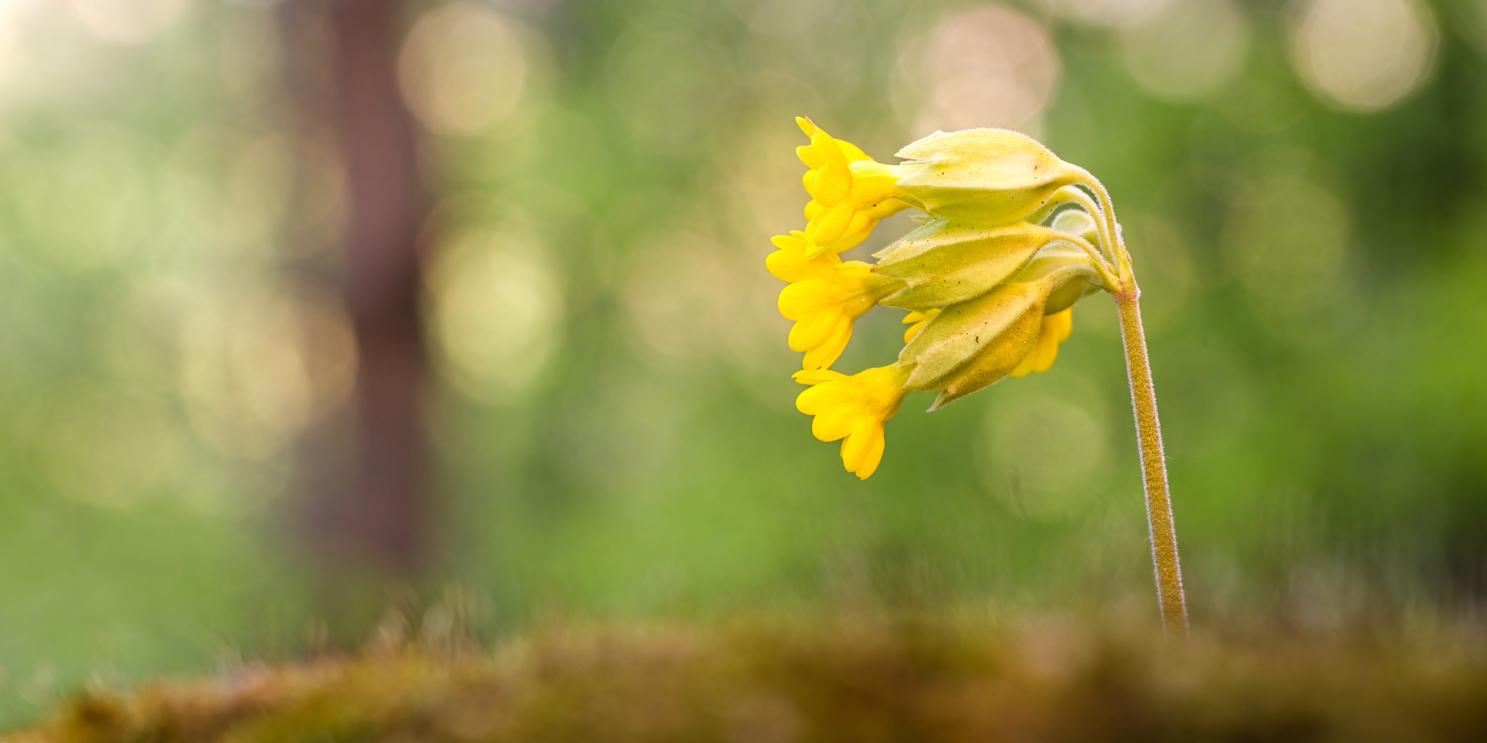 Schlüsselblume