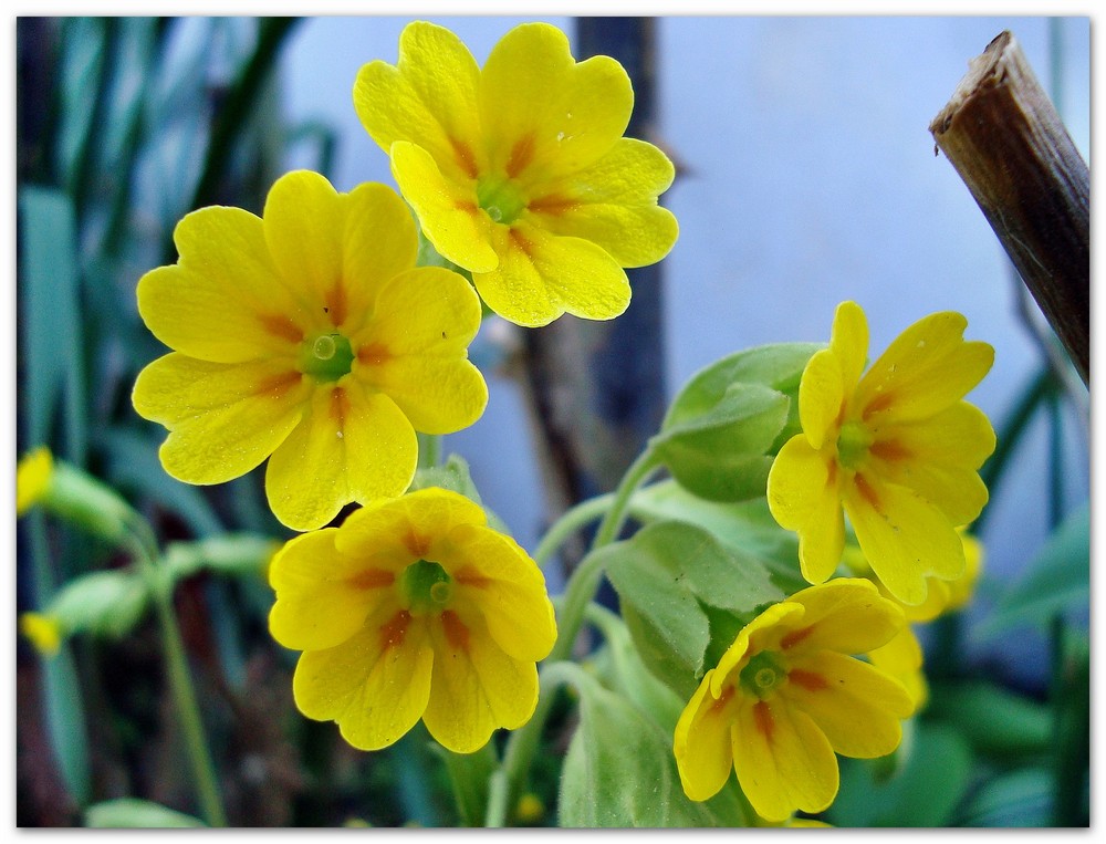 Schlüsselblume