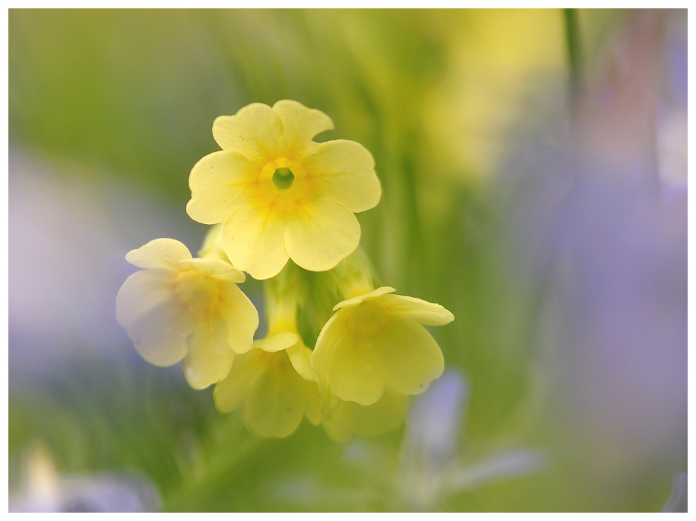 Schlüsselblume