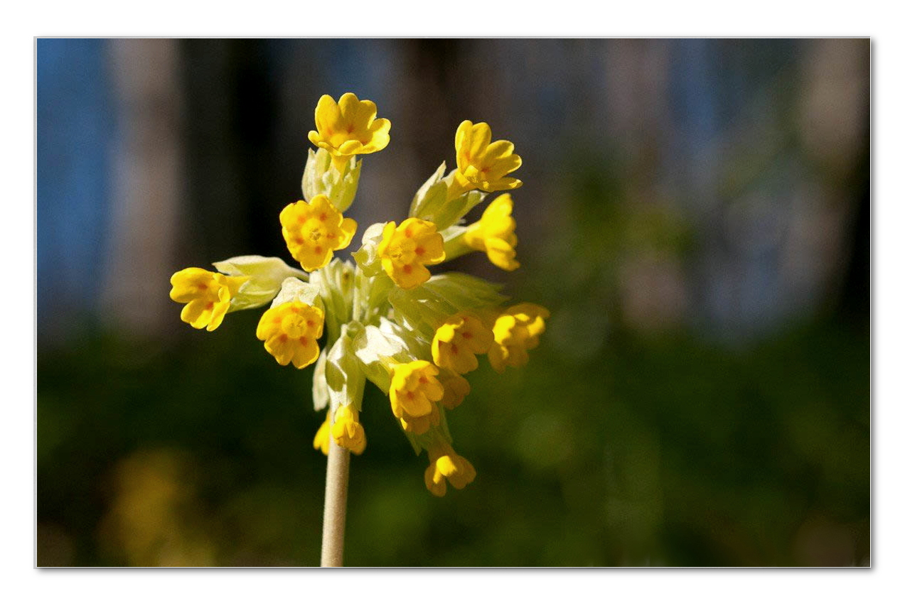 Schlüsselblume