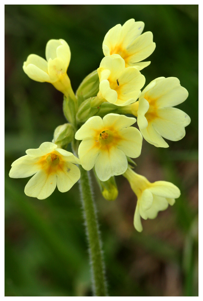 Schlüsselblume