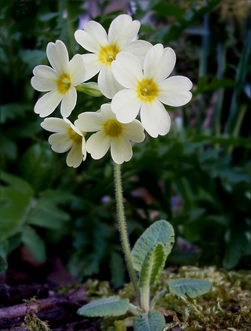 Schlüsselblume