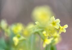 Schlüsselblume