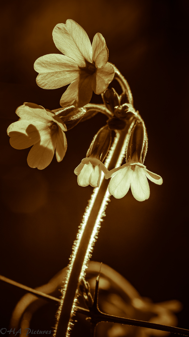 Schlüsselblume