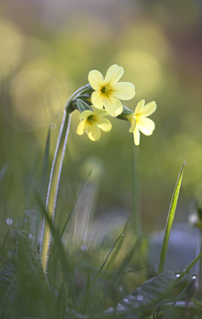 Schlüsselblume