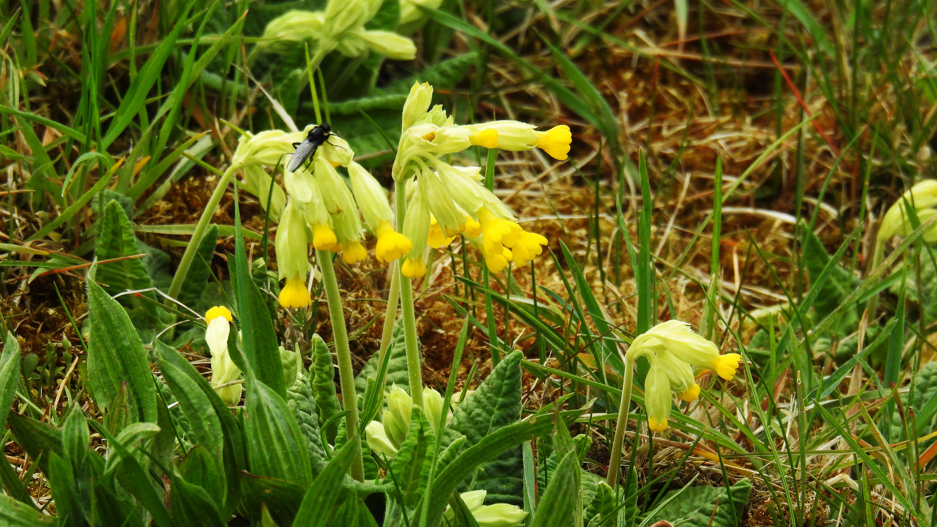 Schlüsselblume 