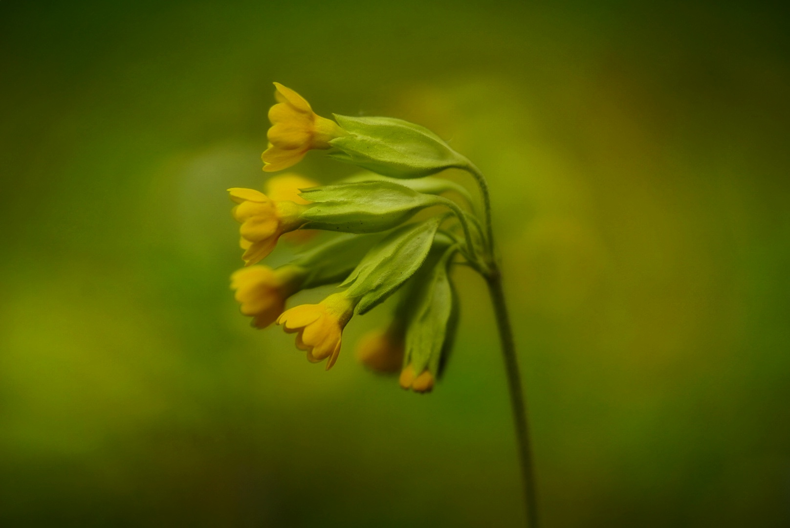 Schlüsselblume 