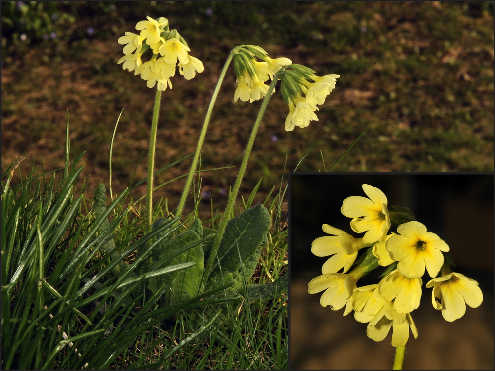 Schlüsselblume