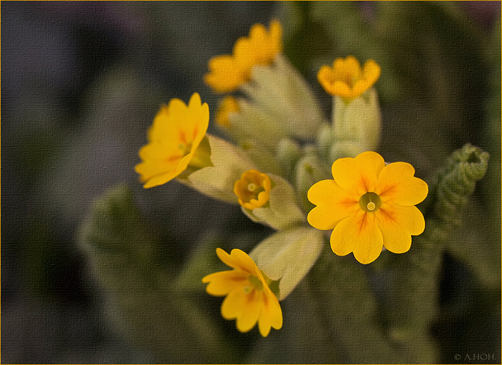 Schlüsselblume....