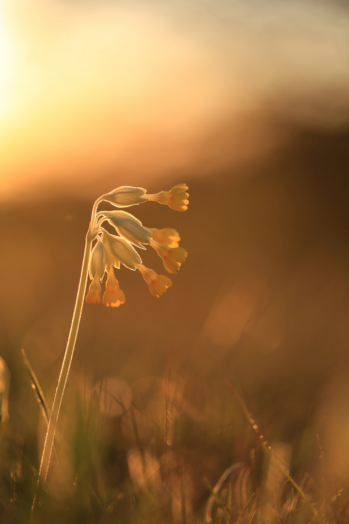 Schlüsselblume