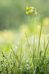 Schlüßelblume