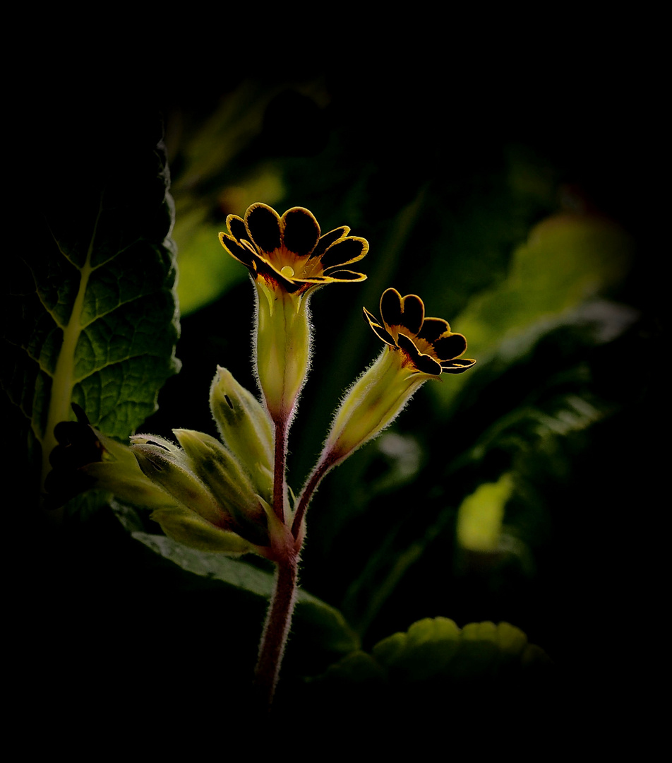 Schlüsselblume