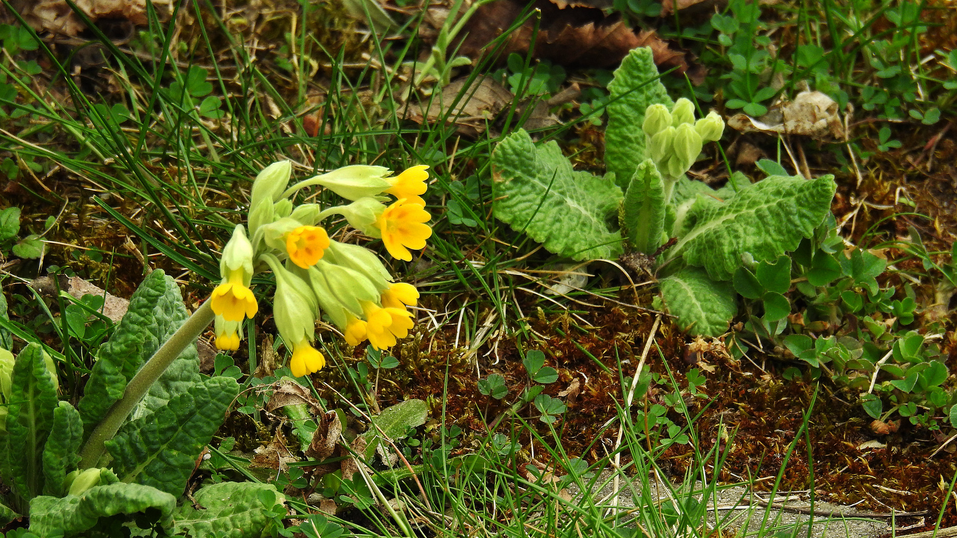 Schlüsselblume 