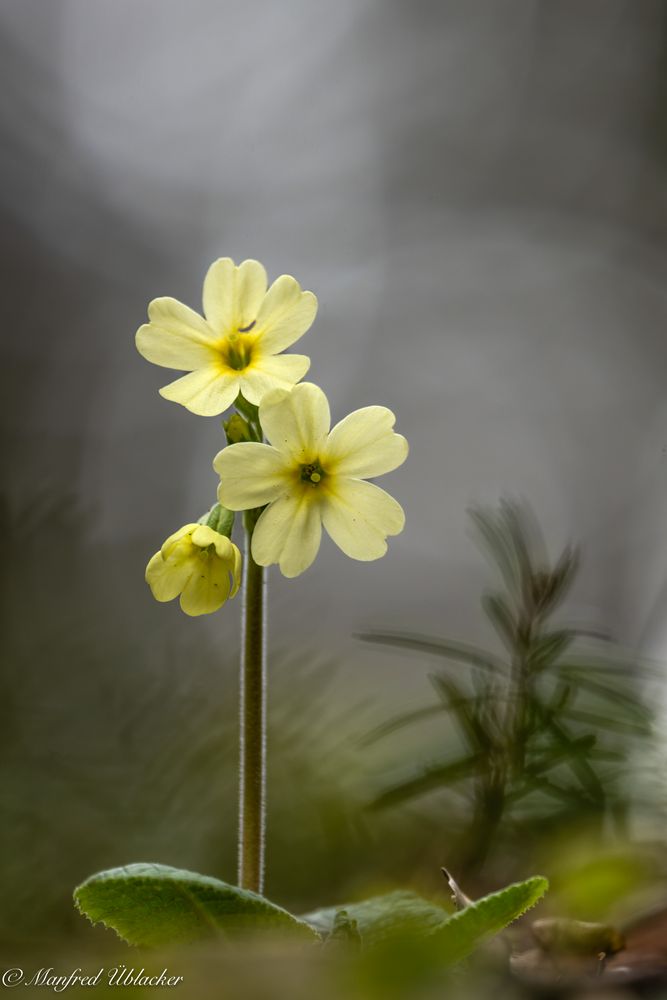 Schlüsselblume ...