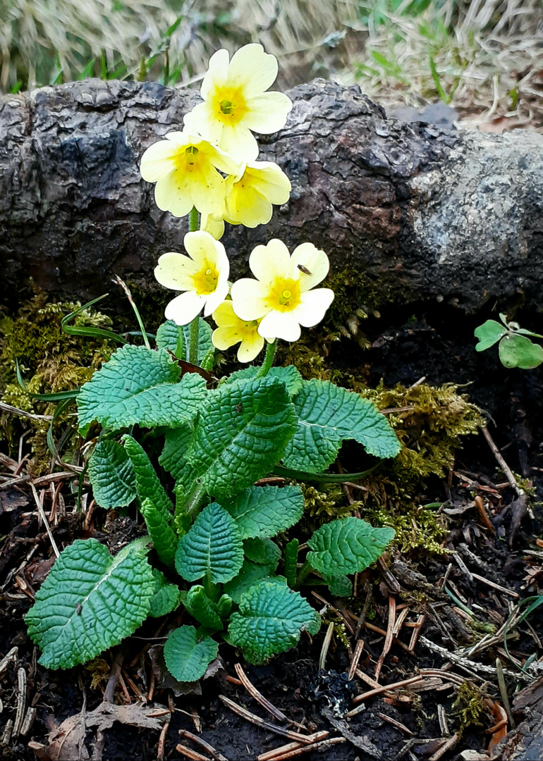 Schlüsselblume 