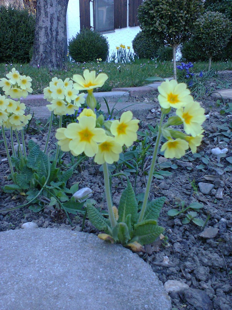 Schlüsselblume